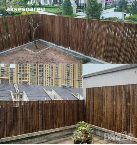 100 броя бамбукови семена от декоративен бамбук Moso Bamboo зелен МОСО БАМБО за декорация и украса b, снимка 2 - Сортови семена и луковици - 37711514