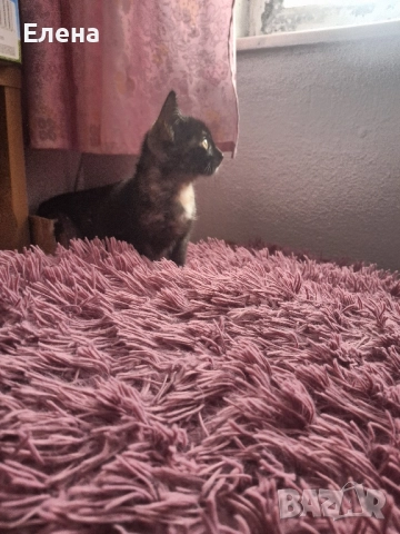 подарявам котенце , снимка 2 - Други - 52234708