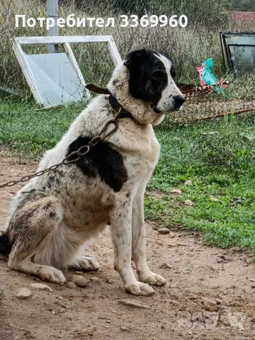 Азиатска овчарка, снимка 2 - Алабай - 42464804