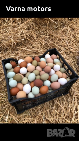 Новопронесли кокошки носачки, снасящи цветни яйца 6  МЕСЕЧНИ