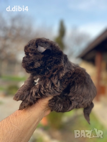 Йоркширски териер -шоколадово!!