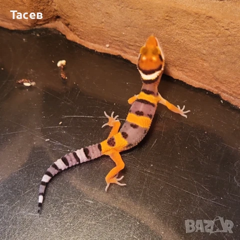 Леопардови гекони, снимка 1
