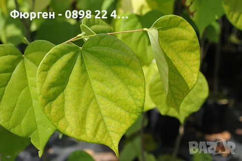 Див рожков (Cercis siliquastrum) Дърво на Юда, снимка 6 - Разсади - 49944879