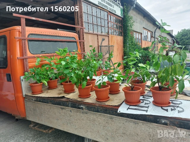 Лимони - лимонови дръвчета, снимка 12 - Градински цветя и растения - 51309881