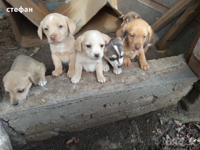 Подарявам малки кученца