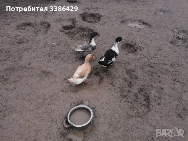  неми патици, снимка 11 - Патици и гъски - 48423171