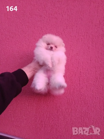 Женски Померан. Реални снимки от 09.12.25 г. , снимка 3 - Померан - 52713210