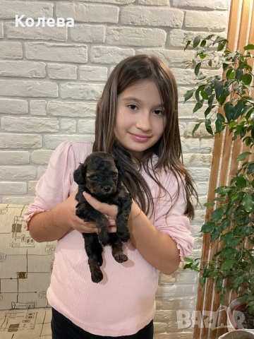 ТОП Мини Пудел , снимка 9 - Пудели - 53364956