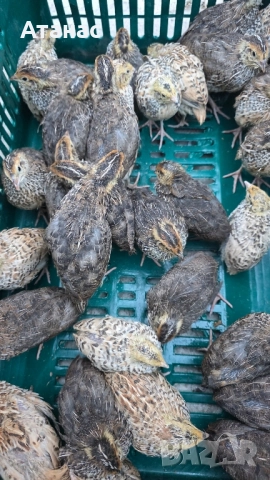 яйца от пъдпъдъци, снимка 8 - За птици - 52505334