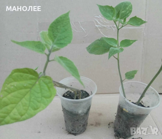 ФИЗАЛИС -ядлив, снимка 2 - Стайни растения - 52019497