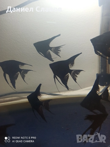 Черни воални скаларии , снимка 2 - Рибки - 52035181