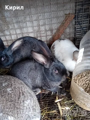 Зайци, снимка 10 - Други животни - 48005558