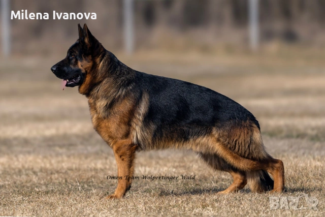 Мъжка немска овчарка с родословие, снимка 10 - Немска овчарка - 53506474