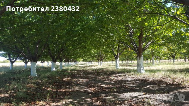 Овощна градина череши от собственик, снимка 13 - Земеделска земя - 26207054