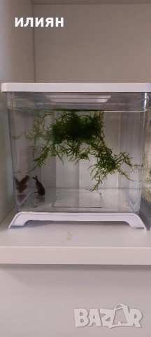 Аквариуми Hailea 2л., снимка 2 - Аквариуми - 52975808