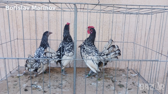 Продавам зибрайт, снимка 6 - други­ - 52341103