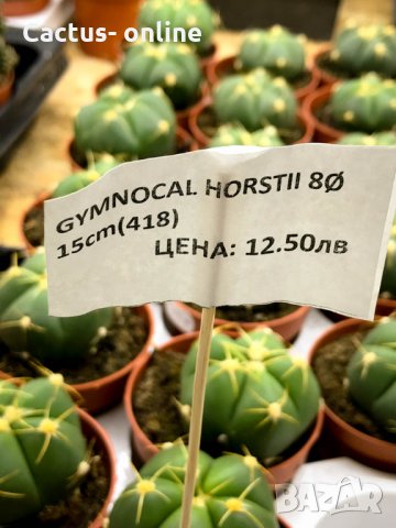 gymnocalycium horstii, снимка 4 - Стайни растения - 32874885