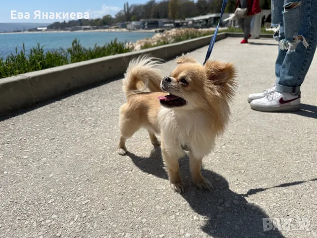 Мъжко чихуахуа за разплод, снимка 1