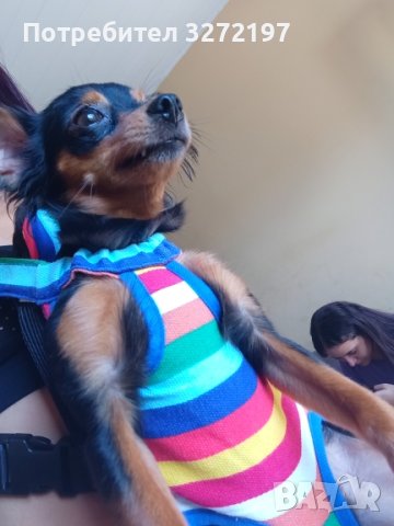 Раница Rainbow Pet Dog Carrier за пренасяне на кучета и котки, снимка 10 - За кучета - 40441066