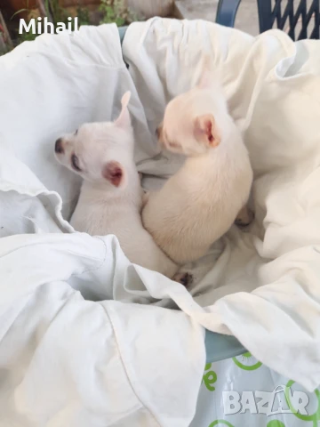 Продавам чихуахуа, снимка 6 - Чихуахуа - 51161252