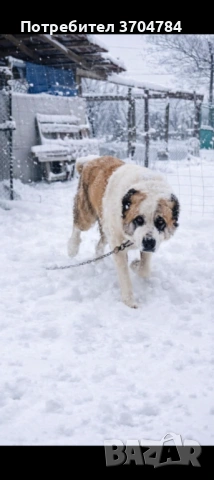 Продавам Сао алабай , снимка 2 - Алабай - 53363642