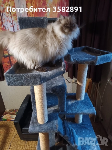 КАТЕРУШКА, снимка 9 - Персийска - 52590689