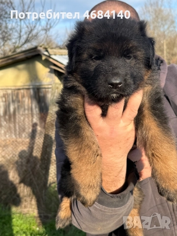Немска овчарка с дълъг косъм с родословие 