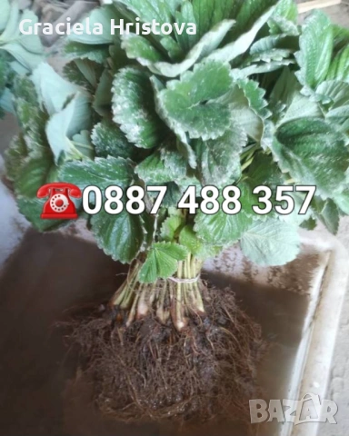 Продавам качествен разсад ягоди тел 0887 488 357 , снимка 7 - Градински цветя и растения - 53465590