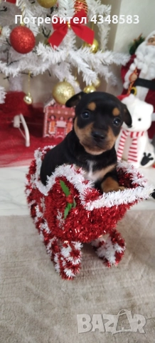 Пинчер, снимка 2 - Пинчер - 52846934