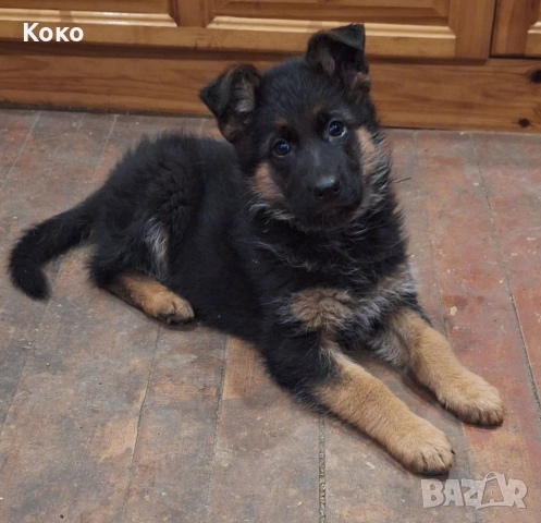 Немски овчарки