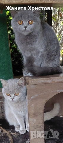 Продавам британски късокосмести котета , снимка 5 - Британска късокосместа - 52631439