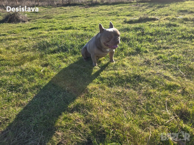 Клубен внос от Англия, снимка 2 - Френски булдог - 53217878