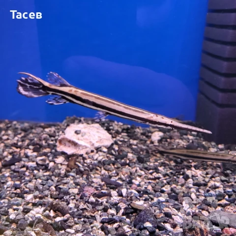 Спотед гар 10см, снимка 1