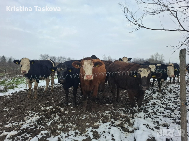 Юници, снимка 6 - Крави - 53096003