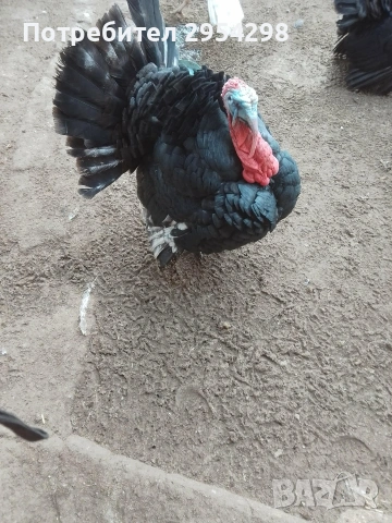 Пуяци Артисан, снимка 3 - Кокошки и пуйки - 53107623