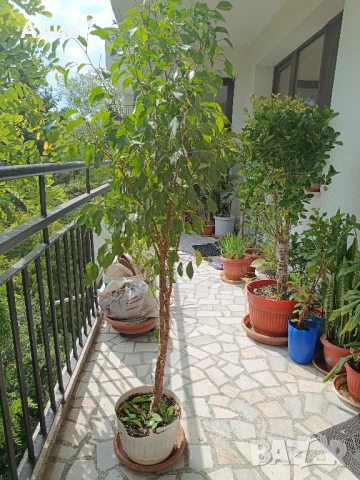 Фикус бенджамин 170см, драцена 120см, снимка 3 - Градински цветя и растения - 34362136