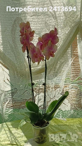 Phal.Rainbow орхидея фаленоосис Дъга, снимка 2 - Стайни растения - 52824365