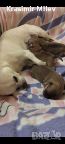 малко момченце мини чихуа, снимка 3 - Чихуахуа - 52515787