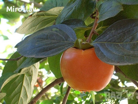 Райска ябълка (Сорт-Фую)-Без танин, снимка 6 - Градински цветя и растения - 52221764