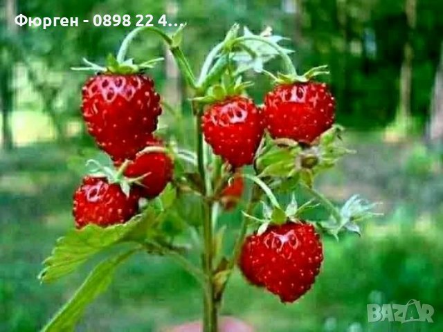 Горска ягода - Дива ягода  , снимка 4 - Разсади - 36835537