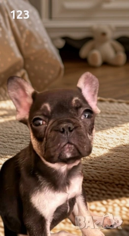 Френски булдог момиченце, снимка 3 - Френски булдог - 53058383