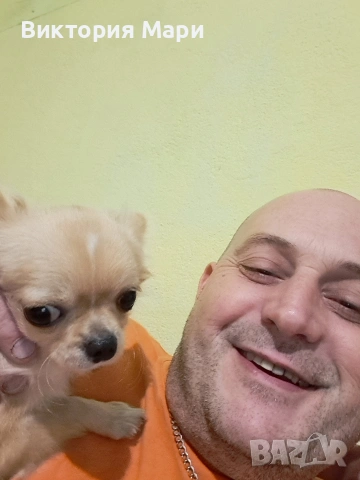 дългокосмест чихуахуа търси партньорка-цел цецета, снимка 2 - Чихуахуа - 53452514