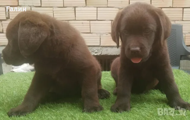 Лабрадор, шоколадови лабрадори, снимка 4 - Лабрадор ретривър - 47844922