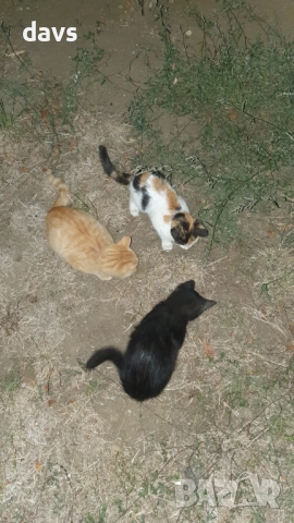 Малки котета – различни шарки, снимка 12 - Други - 51973052