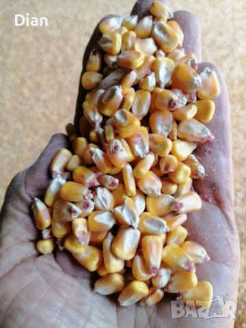 Продавам  царевица. , снимка 2 - За селскостопански - 51661724