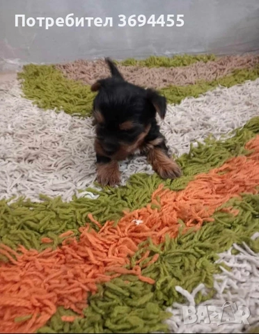 мини йоркширски териер, снимка 5 - Йоркширски териер - 53294159