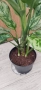 Аглаонема "Амелия" , снимка 3