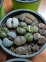 Lithops/живи камъчета/, снимка 10