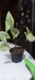 Сингониум-стайно цвете, снимка 1 - Стайни растения - 43035530