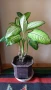 Дифенбахия микс, снимка 4